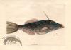 Catesby Fish 1